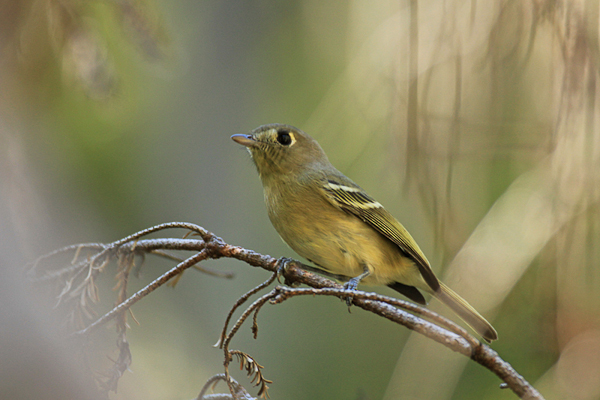 Hutton's Vireo IMG_4638